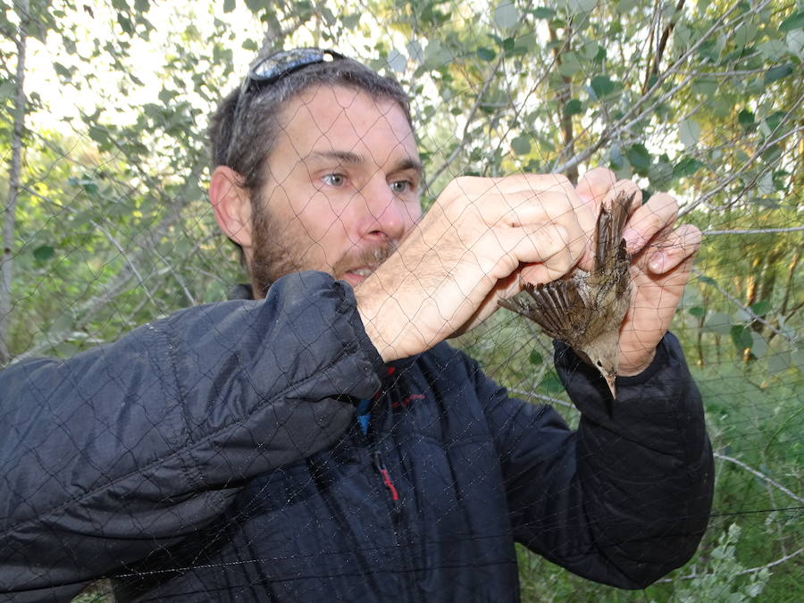 ANSE marca en Murcia con radioemisores tres ejemplares de esta pequeña ave migratoria, una de las especies menos conocidas de la península